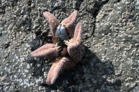 &#169 peter herbig starfish eating mussel