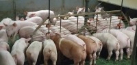 Weaner Pig Trial