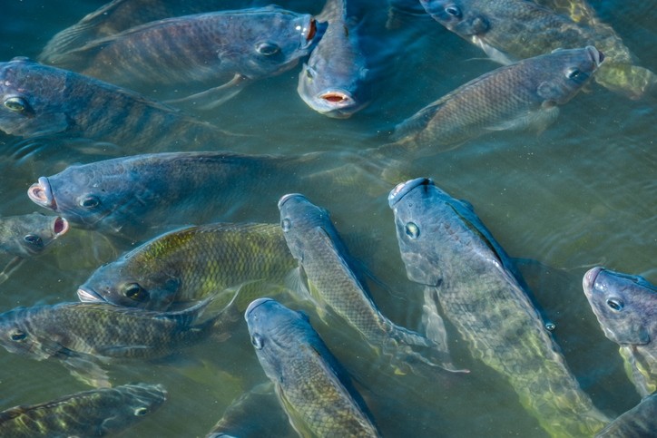 Tilapia feed that ticks all the boxes