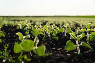 Soy growing in a field in Ukraine © GettyImages/Yevhen Smyk