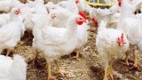 Trace minerals pave the path to stronger footpads in poultry