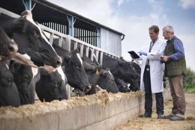If they discover symptoms, farmers are asked to contact their vet and isolate any sick animals from the herd. Image: Getty/Monty Rakusen