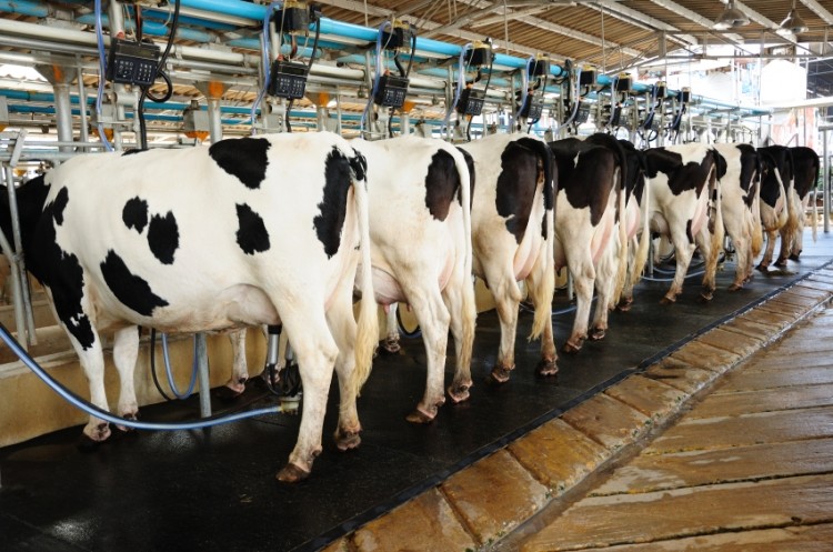 US dairy sector dampened by export downturn but industry expansion forecast for 2016