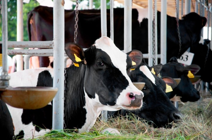Dutch team flags up high milk yielding feeding approach for dairy farmers
