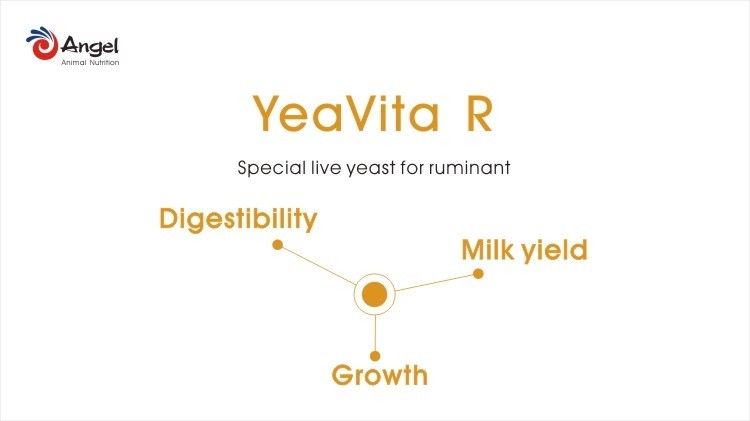 The function of special yeast in dairy cows