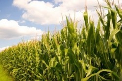 USDA: US corn and soy production numbers lowered but global grain output up
