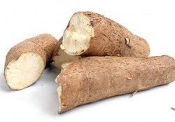 Researchers look to urea to improve nutritional value of cassava for poultry