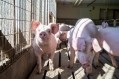 US swine farm closures 