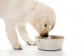 US gives green light for mealworm proteins in dog food     