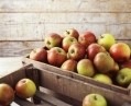 UK: Research funding allows b-hive to deliver deeper insights for apple growers