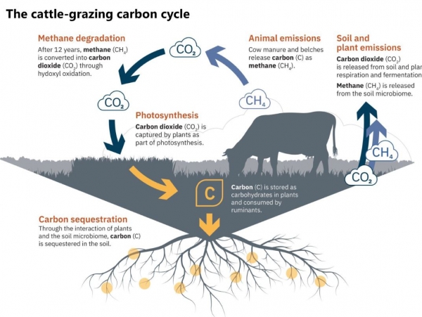 cattle grazing carbon cycle