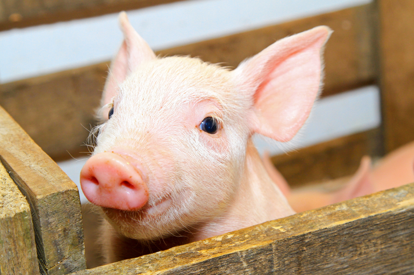 Palatability of piglet diets on Trouw Nutrition's radar