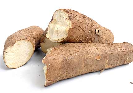 IITA looks to make cassava a major source of animal feed
