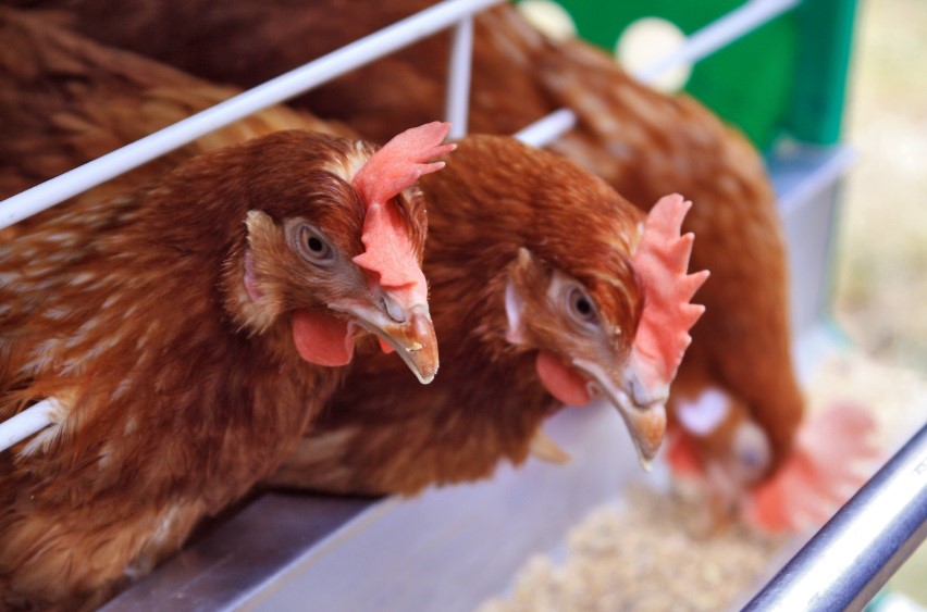 Bird type, forage options play role in organic hen production
