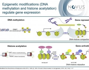 epigenetics novus slide