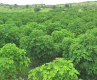 Jatropha plantation 