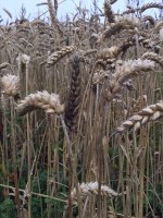 UK wheat blighted