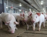 pigs in feed pen