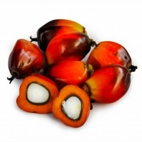 palm oil seeds