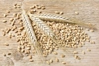 maceofoto barley