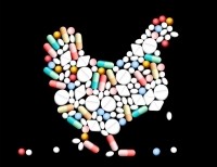 chicken antibiotics