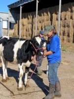 Doctoral student Lawrence with cow