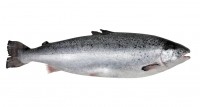 salmon istock hors