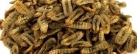 Dried-Larvae-330x1301 enterra