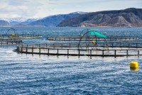Evgeny Sergeev salmon production norway istock