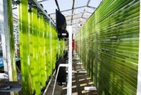 algae cultivation Swansea University 