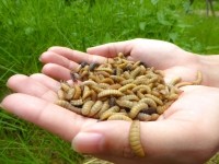 Black Soldier Fly Larvae in NT hand