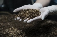 BSF larvae livin farms
