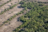 bulldozers rip up forest paraguay 