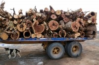 cut trees argentina 