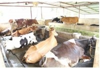 dairy production kerala