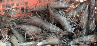 FeedNavigator-prawns2 kacey culliney