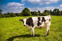 Irish dairy cow