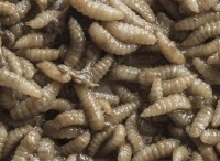 larvae bsf agriprotein