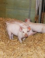 pigs in aarhus university trial