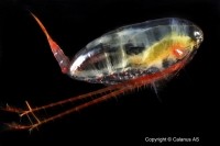plankton calanus