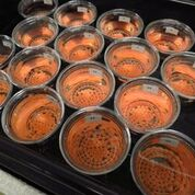 salmon eggs cryoocyte