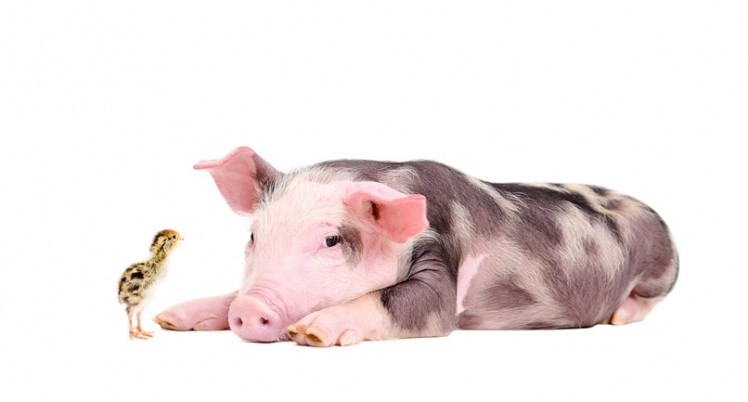 Researchers have highlighted the influence that the starter phase has on the performance of an animal throughout the its whole life cycle. We look back on previous coverage on this critical area of farmed animal dietary intervention. © GettyImages/Sonsedska