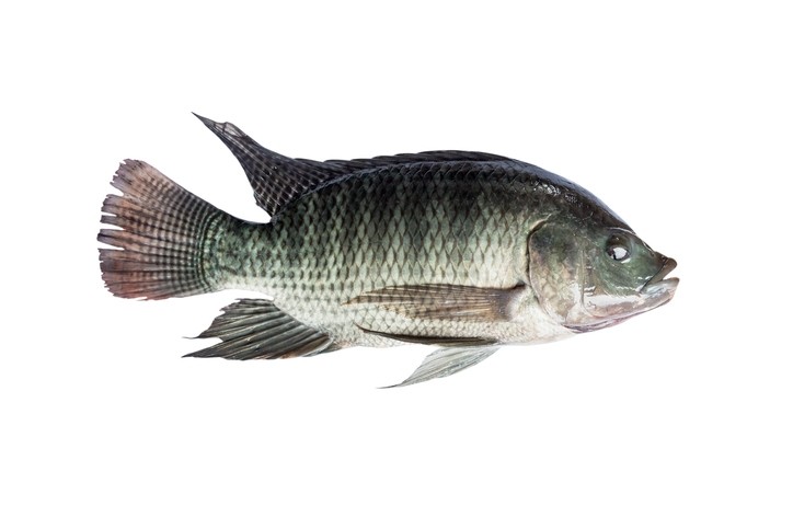 Tips for tilapia production 