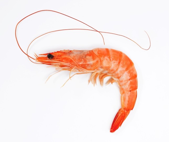 Digestive physiology of shrimp informed new grower diet development 