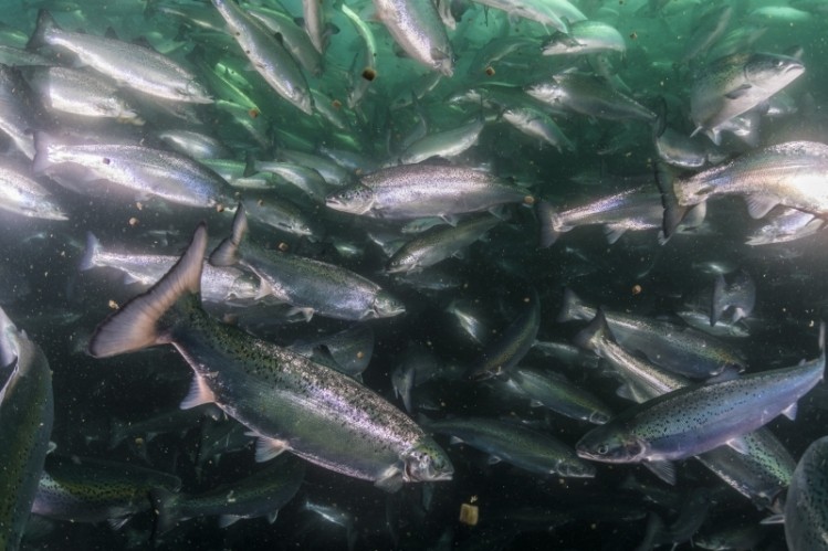 Premixes to tackle sea lice in salmon 