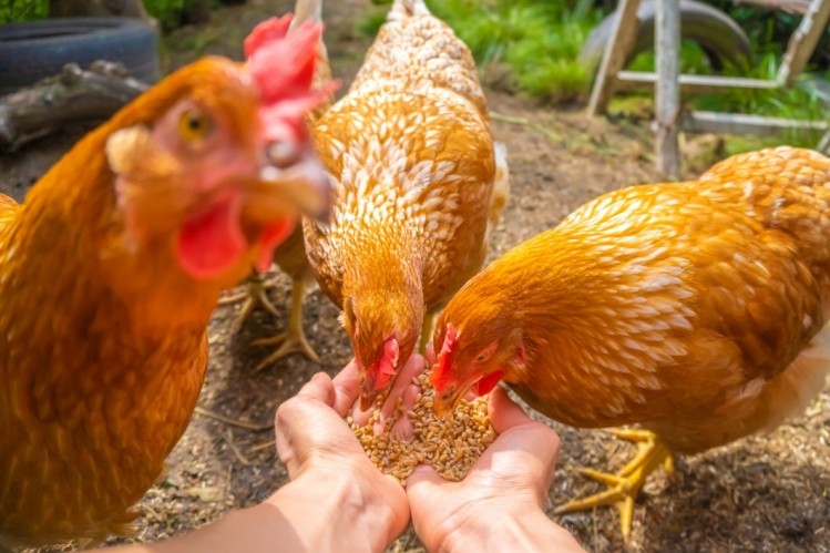 Norsk Kyllig, REMA 100 collaborate for higher welfare chicken