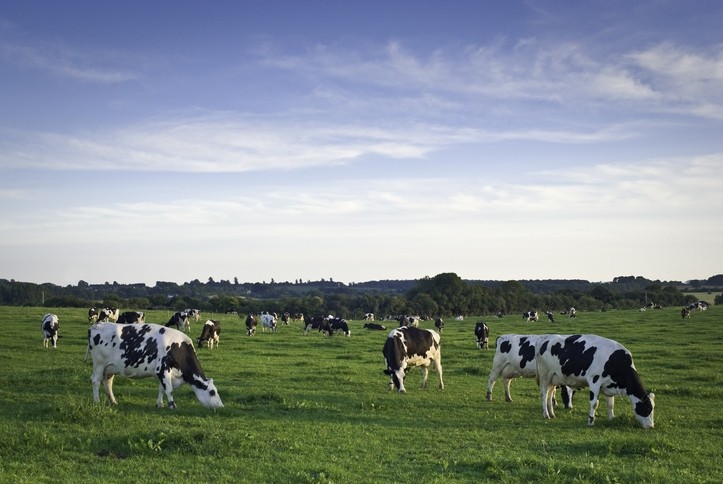 Agri policy in the Netherlands