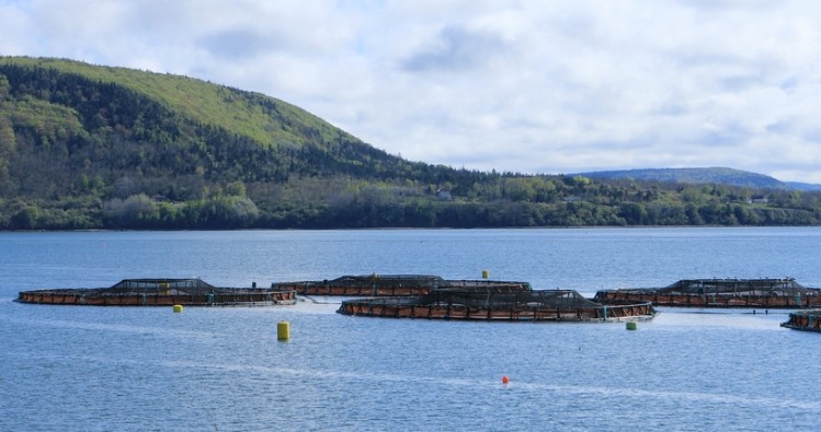 Dealing with the challenge of algal bloom in fish farms