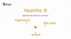 Effect of YeaVita R on rumen internal environment