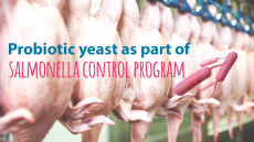 LIVE YEAST AS PART OF SALMONELLA CONTROL PROGRAM